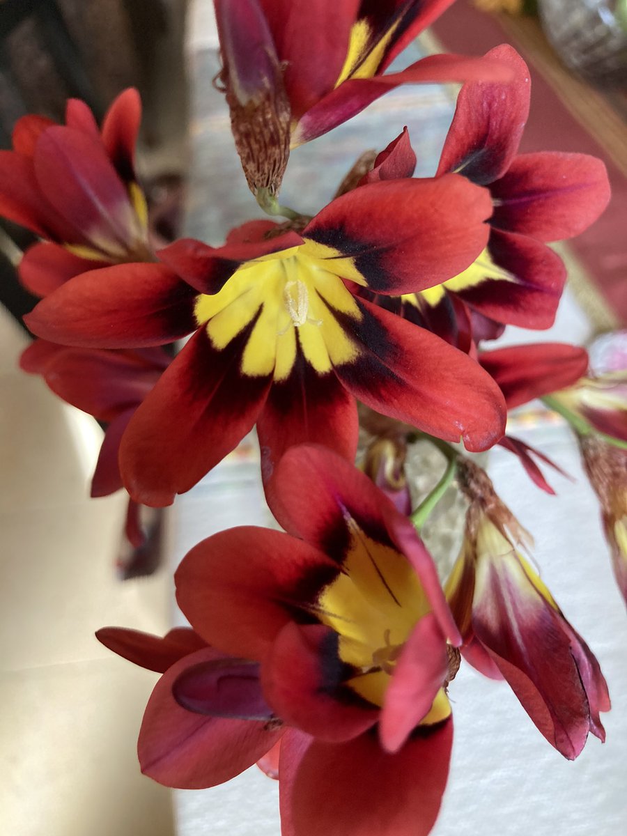ClubHelm's tweet image. What is the name of this vivid #flower #volunteer #garden #FlowerHunting #colors