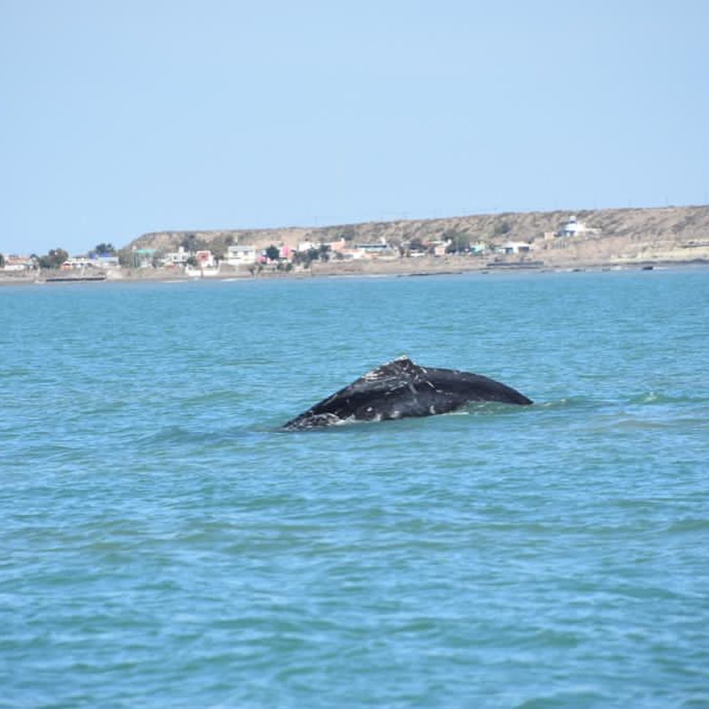 InfoturChubut's tweet photo. 🐋Hoy registraron la visita de una ballena jorobada en #PlayaUnión

En medio de un avistaje de las toninas overas en #Rawson, avisaron lo que sería una ballena jorobada en la zona📍

📷Toninas Adventure

#ChubutEsTuViaje #InfoturChubut #BallenasJorobadas #Chubut https://t.co/X20VMVkyOa