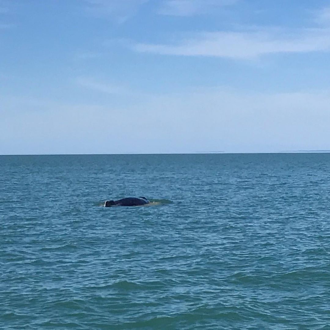 InfoturChubut's tweet photo. 🐋Hoy registraron la visita de una ballena jorobada en #PlayaUnión

En medio de un avistaje de las toninas overas en #Rawson, avisaron lo que sería una ballena jorobada en la zona📍

📷Toninas Adventure

#ChubutEsTuViaje #InfoturChubut #BallenasJorobadas #Chubut https://t.co/X20VMVkyOa