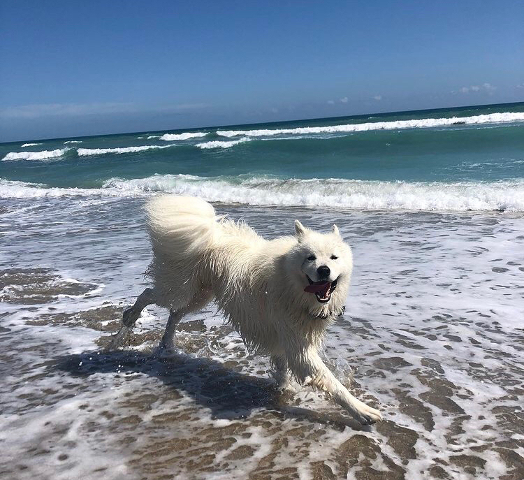 noobdoggy's tweet photo. https://t.co/uZWVgyAwqC