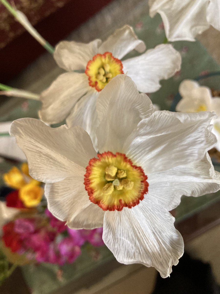 ClubHelm's tweet image. On the way out #Daffodils #beauty #gardening #bulbs #SpringTime #outdoor #BlossomWatch #fadingbloom #beauty