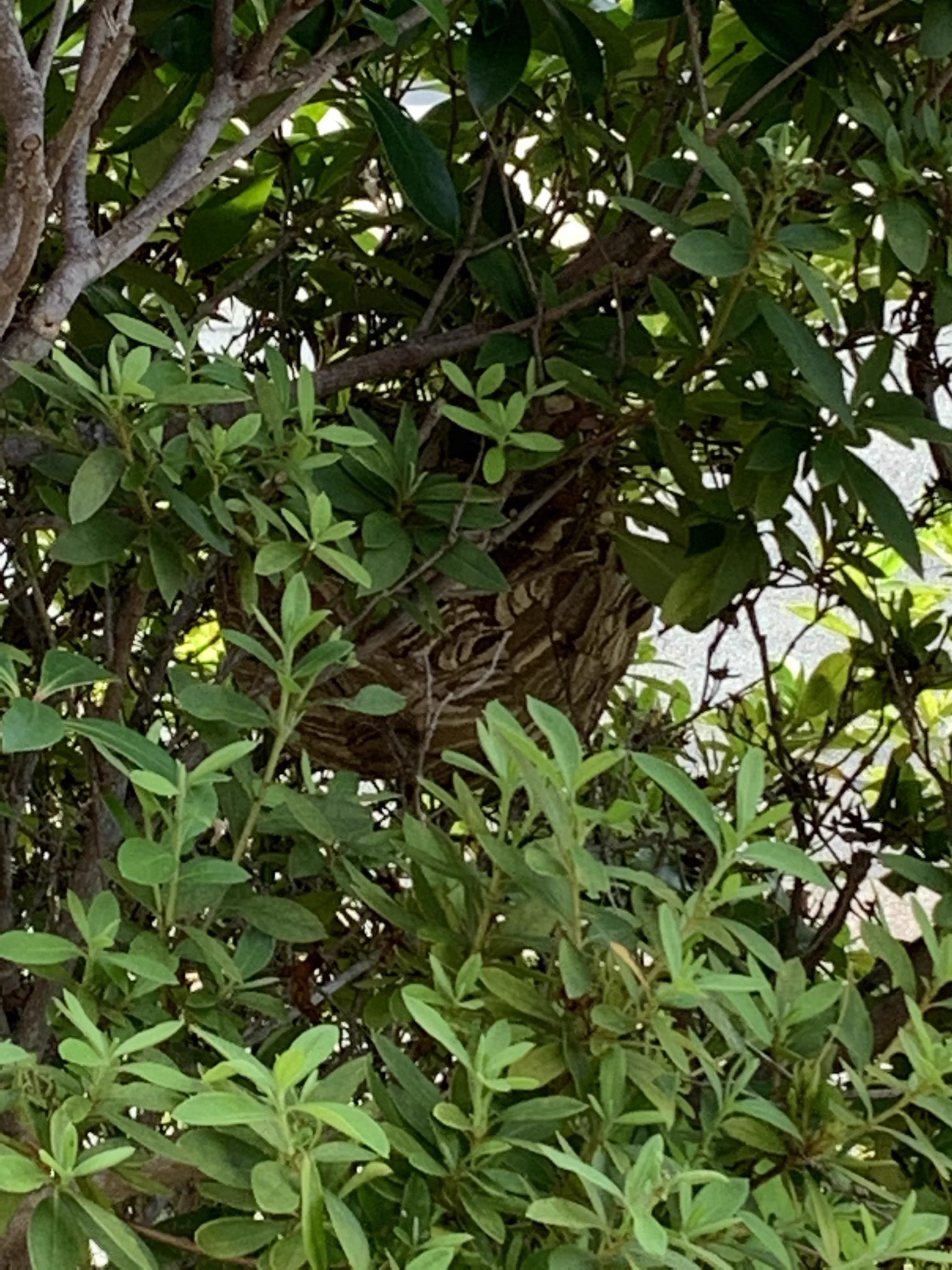 @corin198710 外から失礼します。
これは良いかも知れない。
参考にさせて頂きます。
昨年小型スズメバチの巣を作られて、サッカーボールサイズまでなり、業者に頼んで撤去して貰ったら、5.5諭吉が居なくなりました🥺 