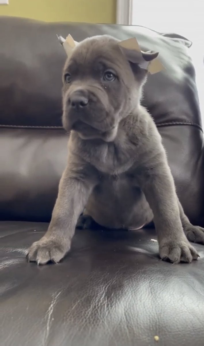 vajolleratzii's tweet photo. Picking him up Monday. 

What should I name him?😍 https://t.co/tGxjNEzCGV
