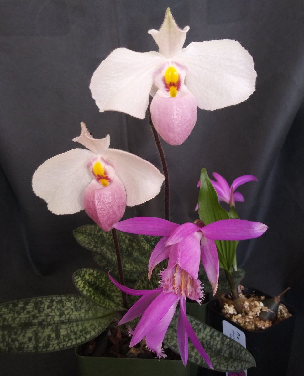 PetrovichBilly's tweet photo. #HappyEaster ,where applicable,Happy Sunday,where not applicable -B.xo #Orchids #currentlyinbloom https://t.co/QBamhdz0ie