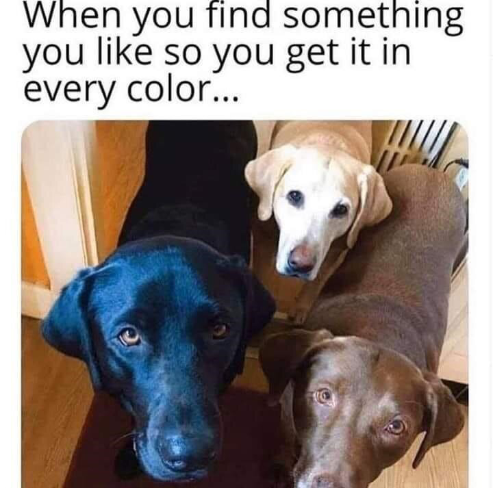 LabradorMemes's tweet photo. https://t.co/QlBTZVCK7I