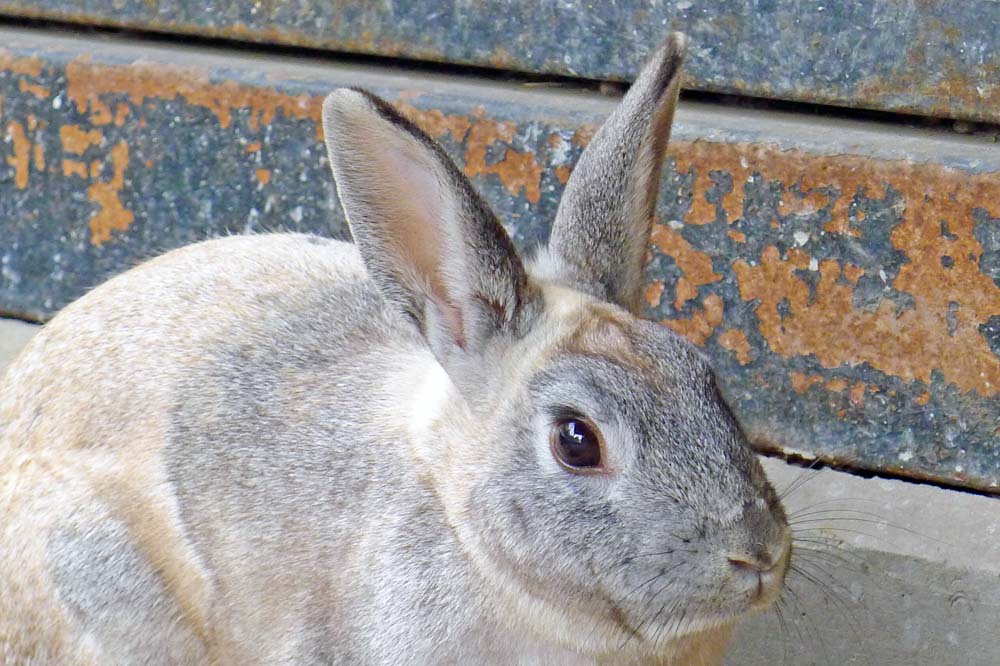 もつやき S Tweet 復活祭 おめでとうございます なんか檻の中からごめんなさい イースター うさぎ Happyeaster Trendsmap もつやき S Tweet 復活祭 おめでとうございます なんか檻の中からごめんなさい イースター うさぎ Happyeaster Trendsmap