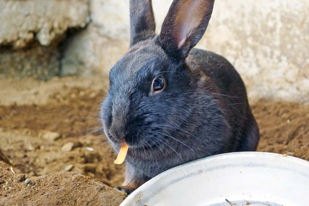 もつやき 復活祭 おめでとうございます なんか檻の中からごめんなさい イースター うさぎ Happyeaster もつやき 復活祭 おめでとうございます なんか檻の中からごめんなさい イースター うさぎ Happyeaster