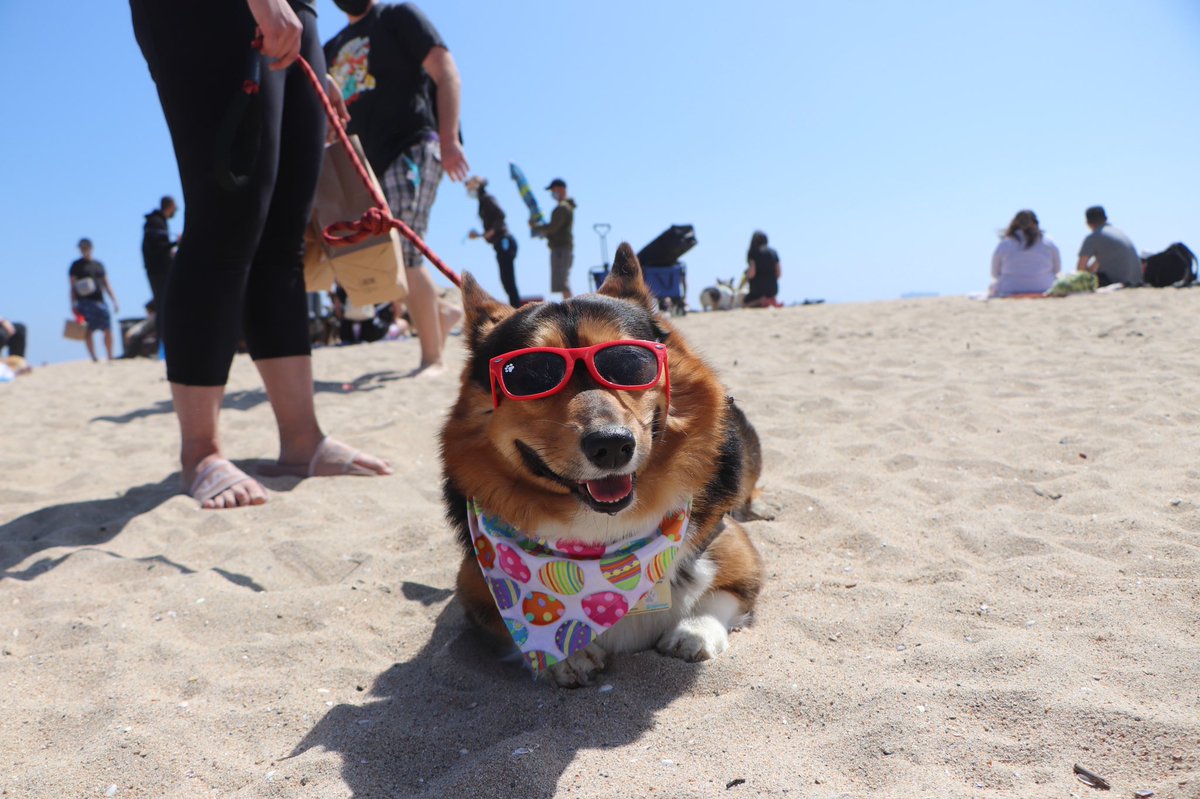 Corgi Beach Day® tweet media