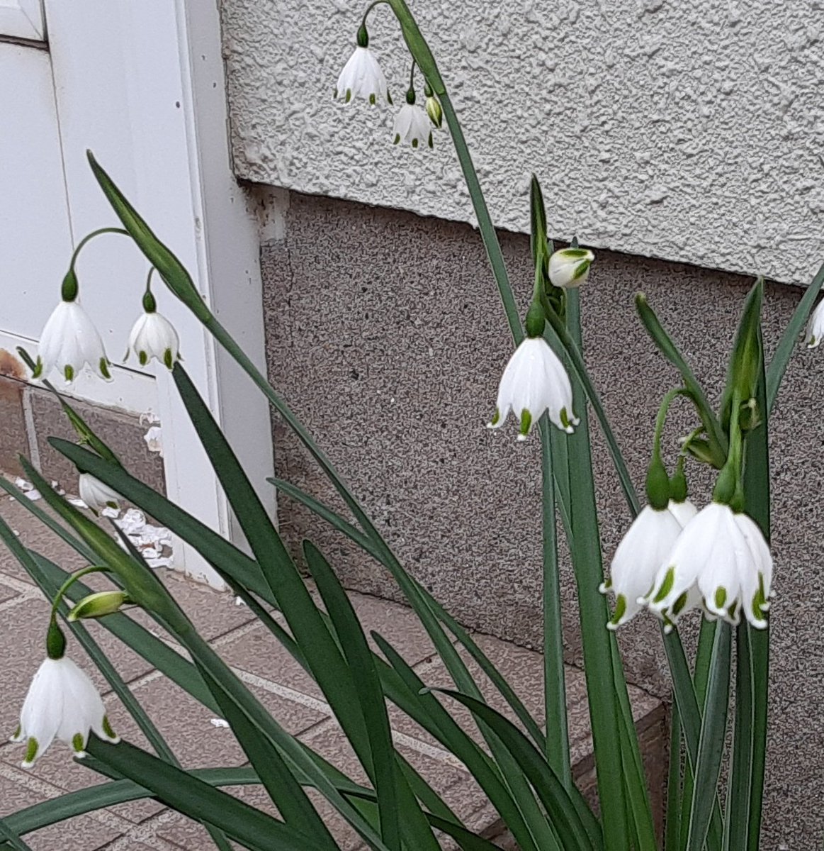 タッピ 我が家の北玄関に植えてある 花が すずらん に似てる スノーフレーク またの名を鈴蘭水仙 この小さな白い花が なつかしい 故郷の雪解け風景を 思い起こさせててくれます 𓍯