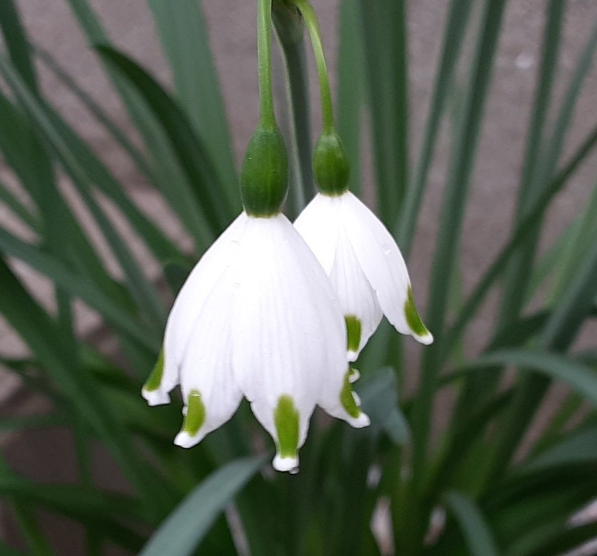 タッピ Al Twitter 我が家の北玄関に植えてある 花が すずらん に似てる スノーフレーク またの名を鈴蘭水仙 この小さな白い花が なつかしい 故郷の雪解け風景を 思い起こさせててくれます 𓍯 T Co Glkejrqdl0 Twitter