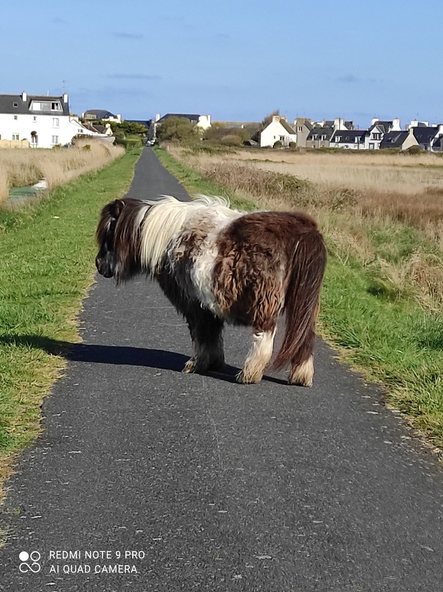 Octroi chevalin sur l'ancienne voie ferrée de Penmarch : simple coïncidence ou signe des temps pour promouvoir une motricité plus douce, respectueuse de cet environnement d'exception 😏!
