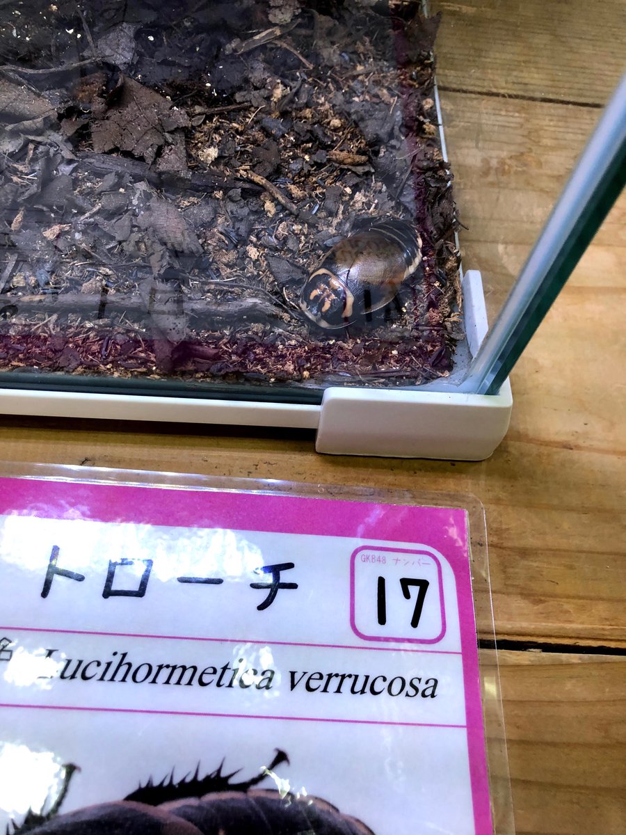 ぽるてんとーさ 先日初めて竜洋自然観察公園に行き ゴキブリ展を見てきた もう最高すぎた 今までの昆虫館の中で1番楽しかった そしてヨロイモグラに投票しに行ったはずが グロウスポットローチに一目惚れして帰ってきた 飼いたい しずまさん