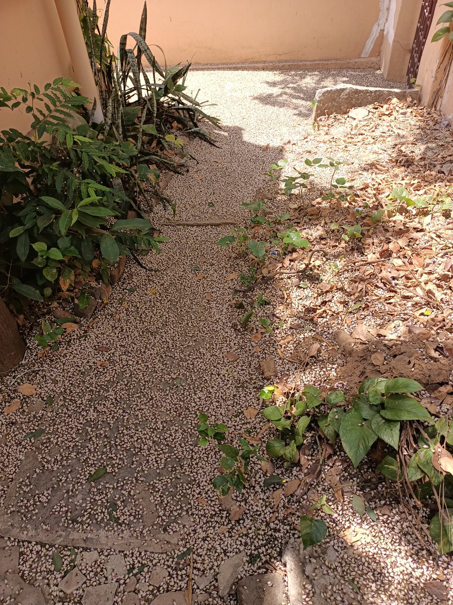 RitambharaH's tweet photo. Karanj flowers, or honge flowers as it's called in Kannada, strewn all over the courtyard... delightful sight ...💕
#Indianbeechtree
#SundayFeels https://t.co/mKI49CM3lj