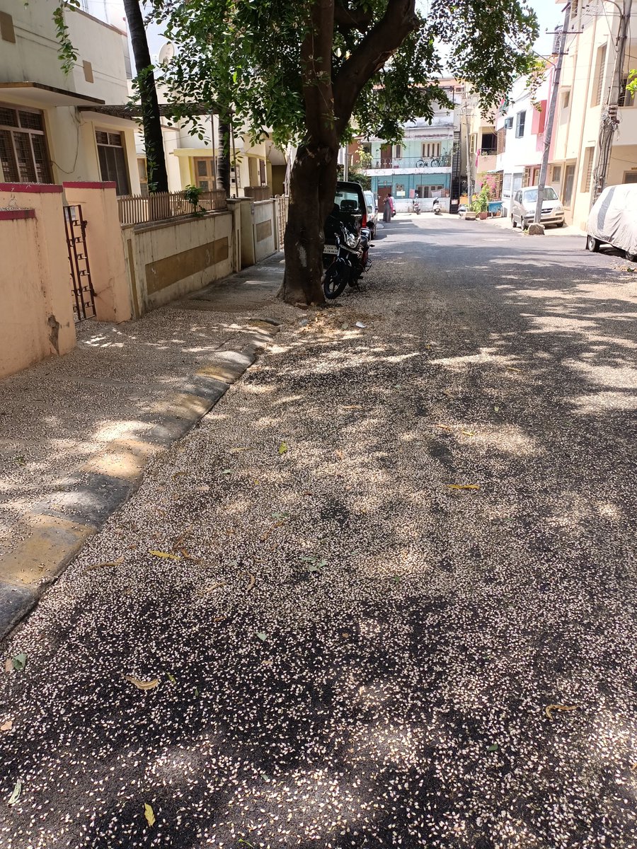 RitambharaH's tweet photo. Karanj flowers, or honge flowers as it's called in Kannada, strewn all over the courtyard... delightful sight ...💕
#Indianbeechtree
#SundayFeels https://t.co/mKI49CM3lj