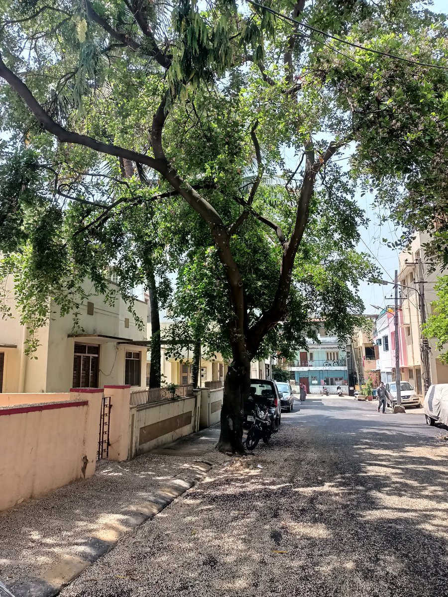 RitambharaH's tweet photo. Karanj flowers, or honge flowers as it's called in Kannada, strewn all over the courtyard... delightful sight ...💕
#Indianbeechtree
#SundayFeels https://t.co/mKI49CM3lj