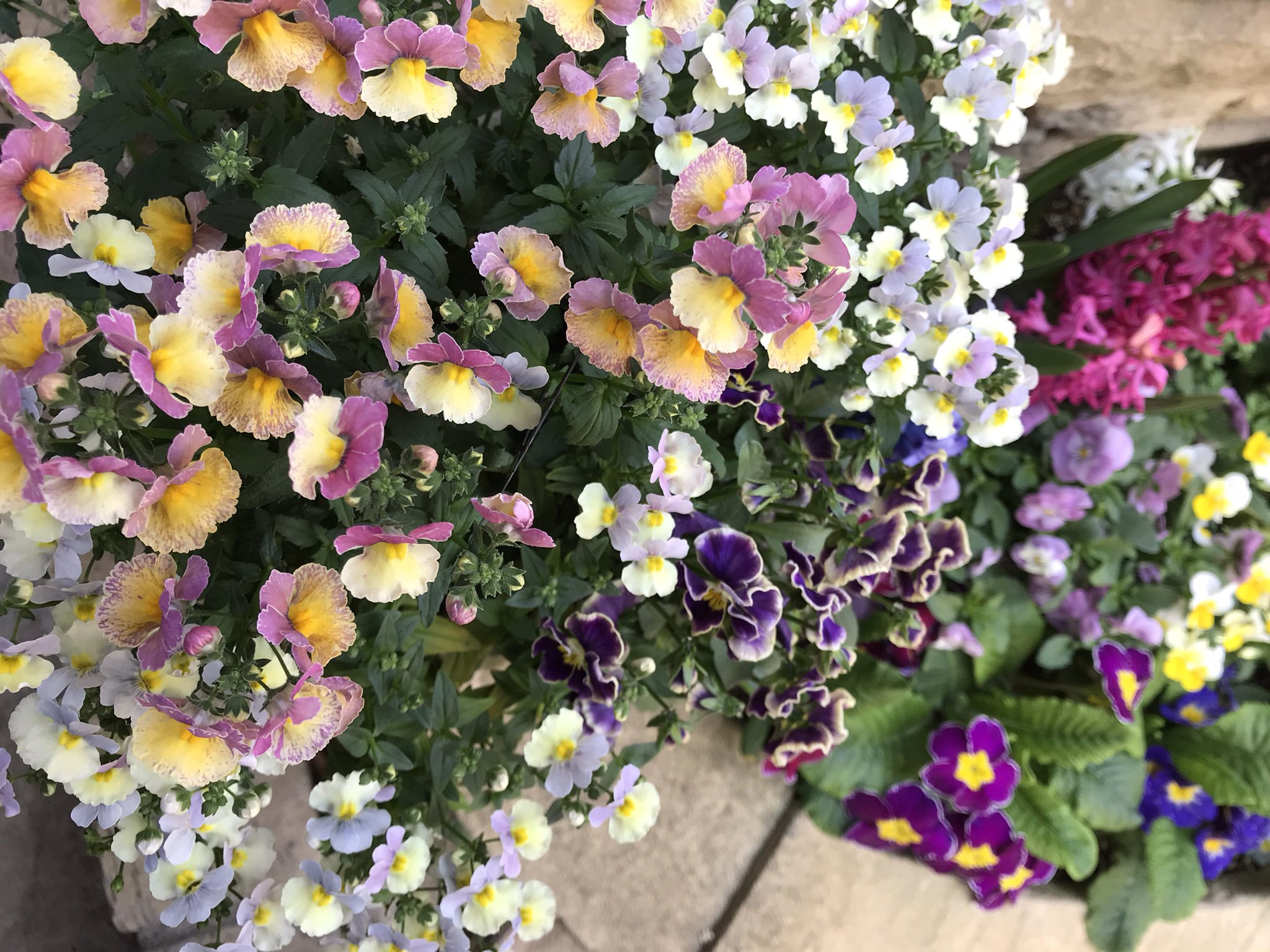 かおりん 花壇 春の花壇 ネメシア ビオラ 寄せ植え ガーデニング ネメシアとビオラの寄せ植えが満開です ネメシアのいい香りがして癒されます T Co Vbtxzdls0j Twitter