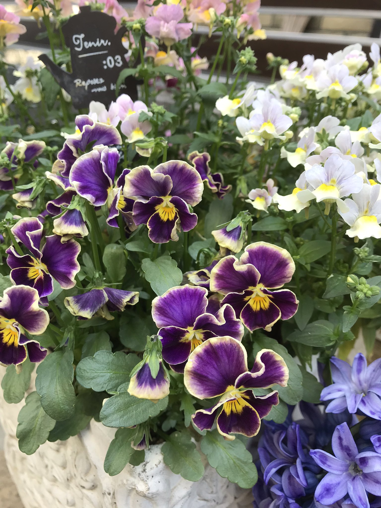 かおりん 花壇 春の花壇 ネメシア ビオラ 寄せ植え ガーデニング ネメシアとビオラの寄せ植えが満開です ネメシアのいい香りがして癒されます T Co Vbtxzdls0j Twitter