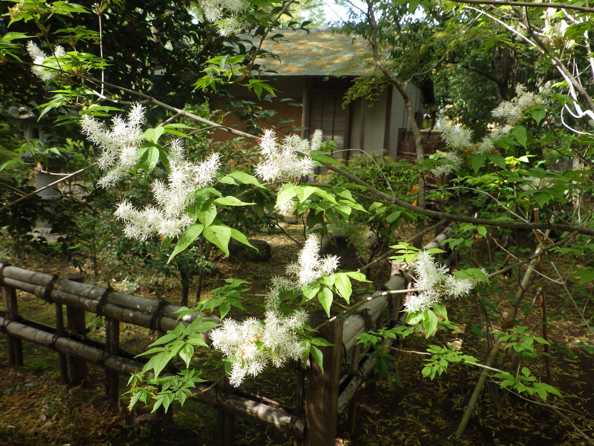 井の頭自然文化園 公式 童心居に咲く花を二つご紹介します 白くて小さく細長い花が集合して咲く姿がとても美しいアオダモは野球の木製バットの原料として知られています そして淡い黄色の花が美しいヒカゲツツジの別名は サワテラシ 自生地では沢を