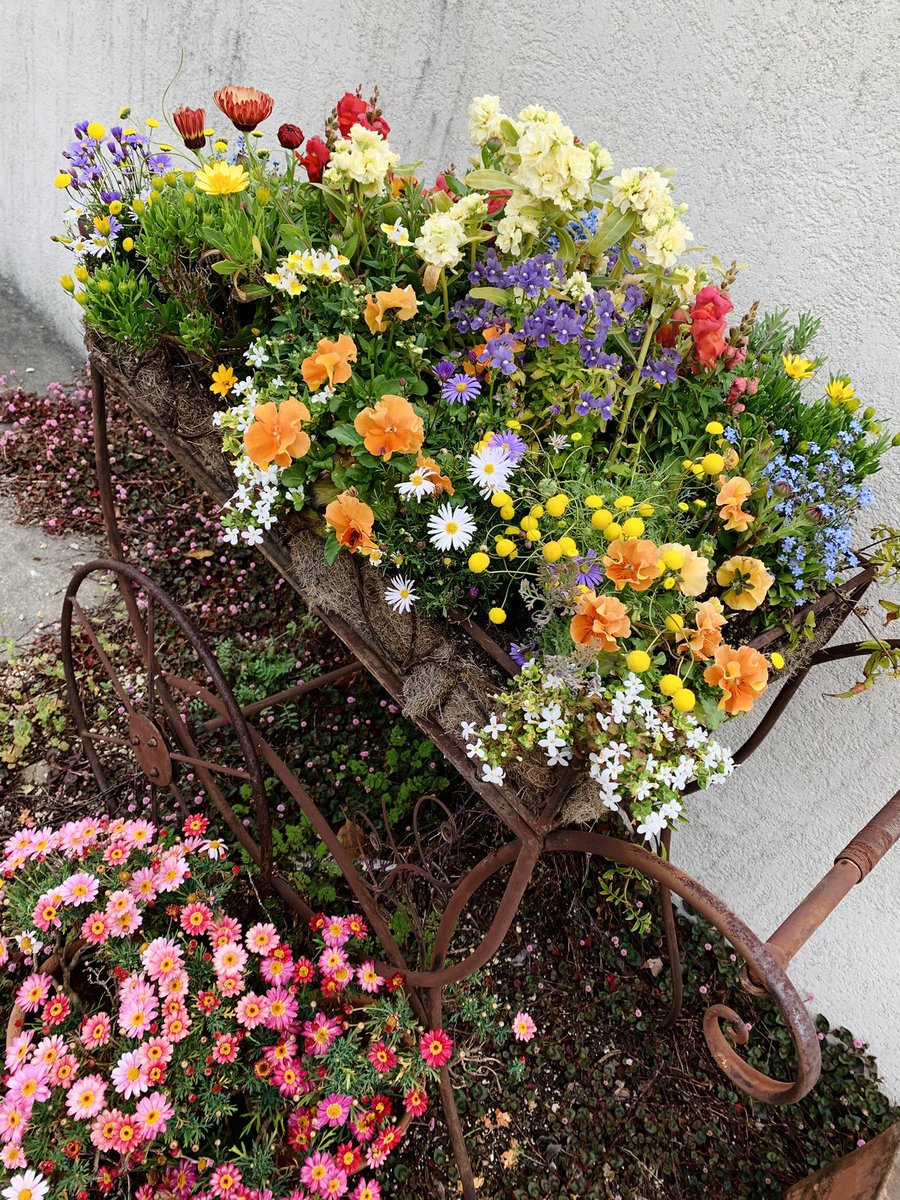 Hanoroses ポスト前の花車 一年一周して残ったメンバーは ジャスミン ブラキカム オステオスペルマム レースラベンダー ビデンスのみで他は総討死 勿忘草は難しい パンジー大嫌い ストックはクリーム色にしたのが大失敗だった 今にも引っこ抜きたい