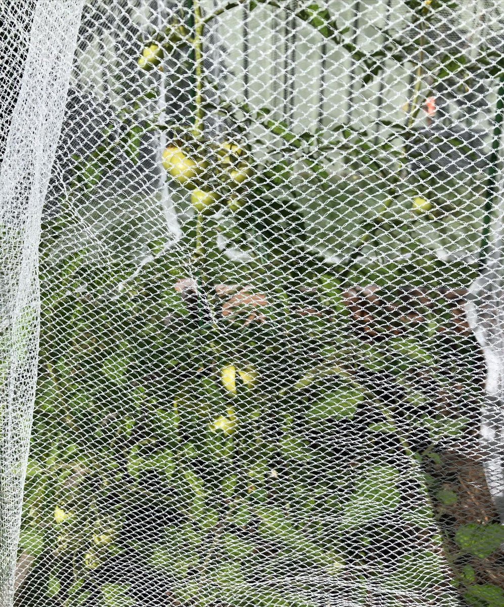 LNourishments's tweet photo. Time to net those tomatoes! #gardening #gardeningaustralia #ediblegarden #backyardgarden #backyard #veggiegarden #tomatoes #sustainableliving #organicgardening #gardenlife https://t.co/YEOUwVPDT5