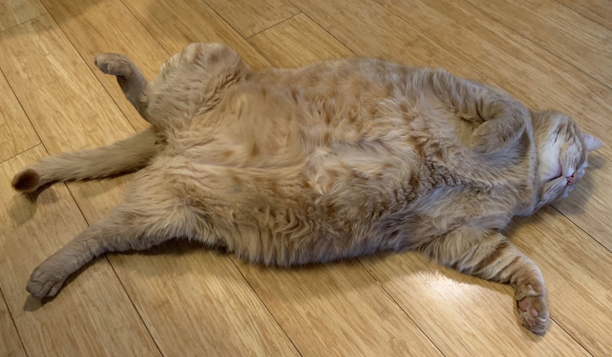 Bayek_Reign's tweet photo. Dead to the world.  
#CatsOfTwitter #cats #chonk https://t.co/fITAP9zCvU