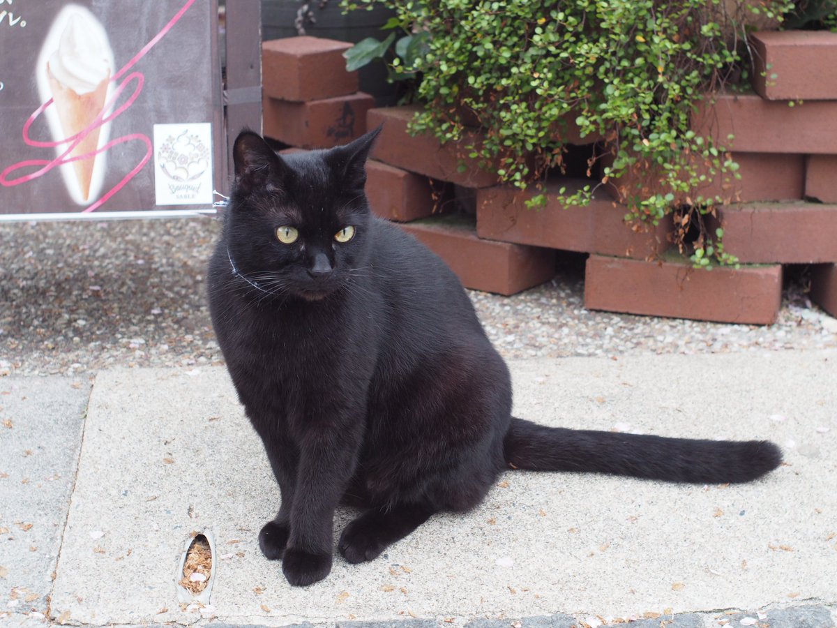 尾道観光協会 おのなび 広島県 尾道市立美術館 の 警備員さんとの攻防 で人気の黒猫のケンちゃんを発見 雨で少し退屈なようです 尾道 広島県 千光寺公園