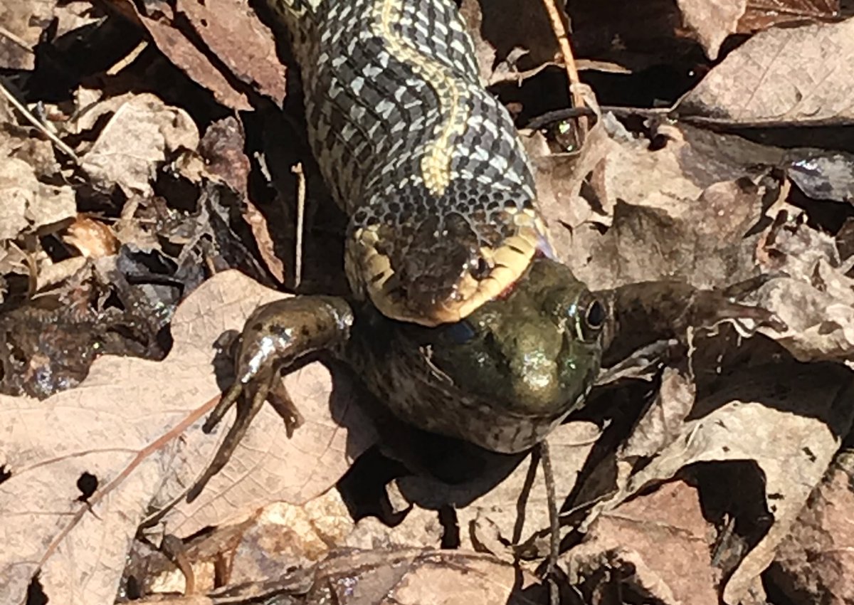 Do I enter this White Oak Canyon find on <a href="/inaturalist/">iNaturalist</a> as Common Garter Snake or Bullfrog or two entries? 🤔