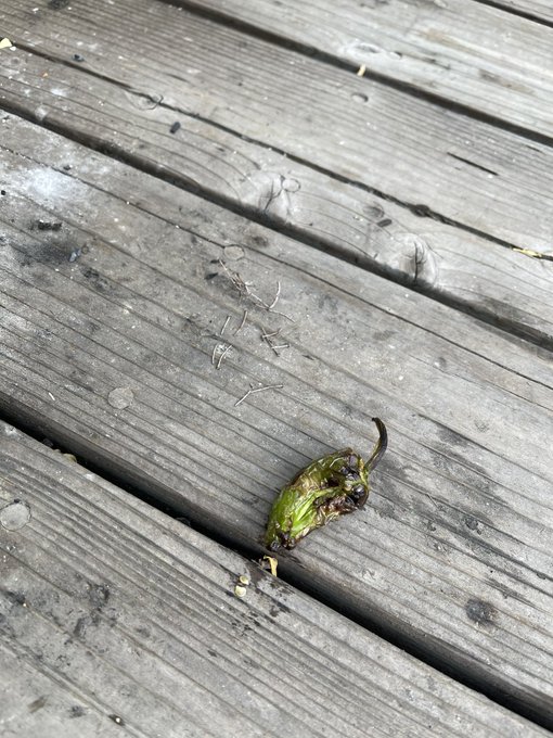 F. Wasted  shishito pepper. Damn shame https://t.co/j426RJxQgA<a href="/tag/hello2021"class="tags"><span>#hello2021</span></a>