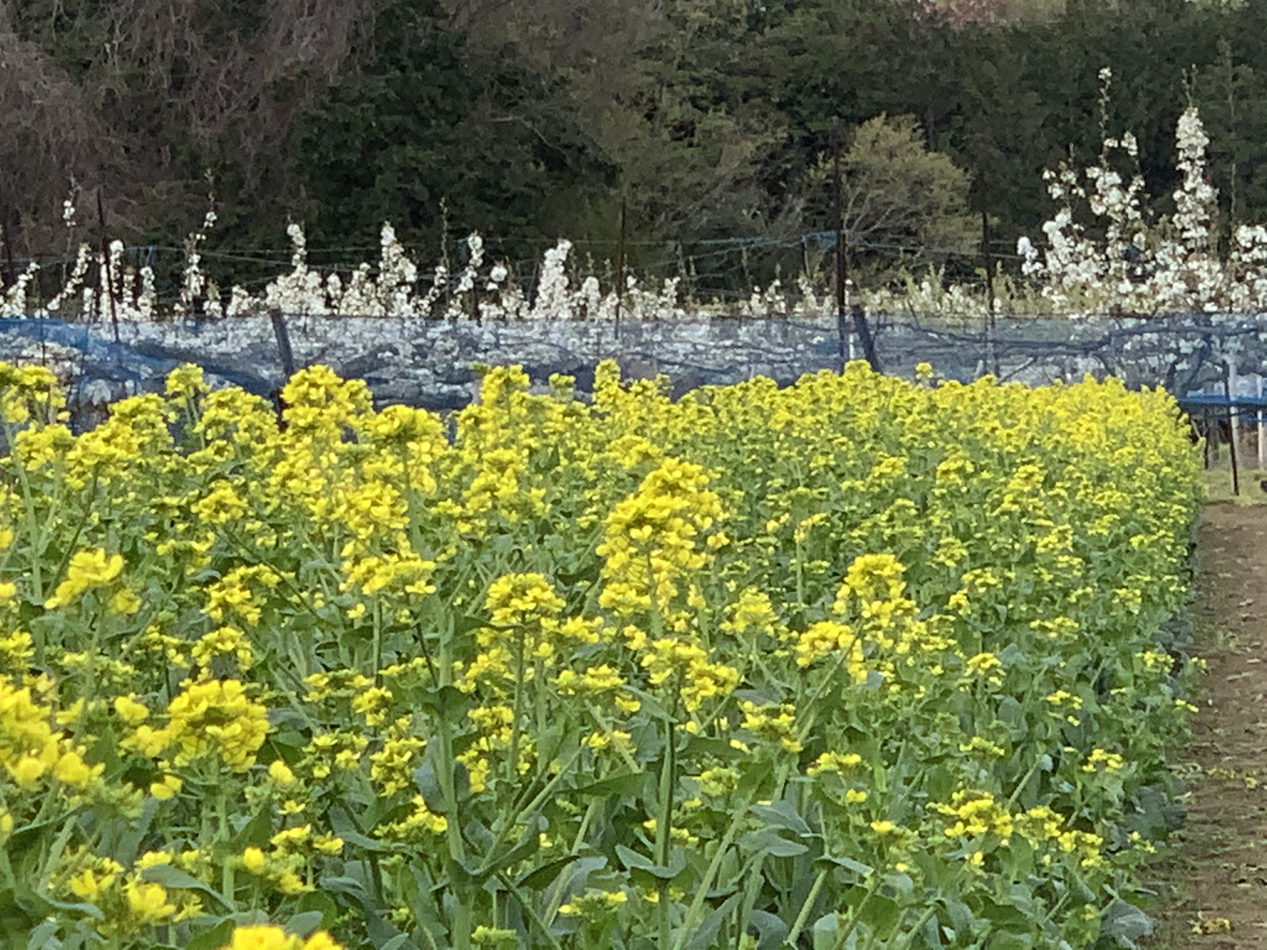 そごう農園 今日は かぶ 菜花 宮内菜 葉大根 パーマグリーンをわくわく広場3店舗に出荷しています 小松菜の花が見頃を迎えています つぼみの収穫が間に合わず咲いたものです もうあきらめました 奥の白いのはお隣さんの梨の花 梨の開花も桜と