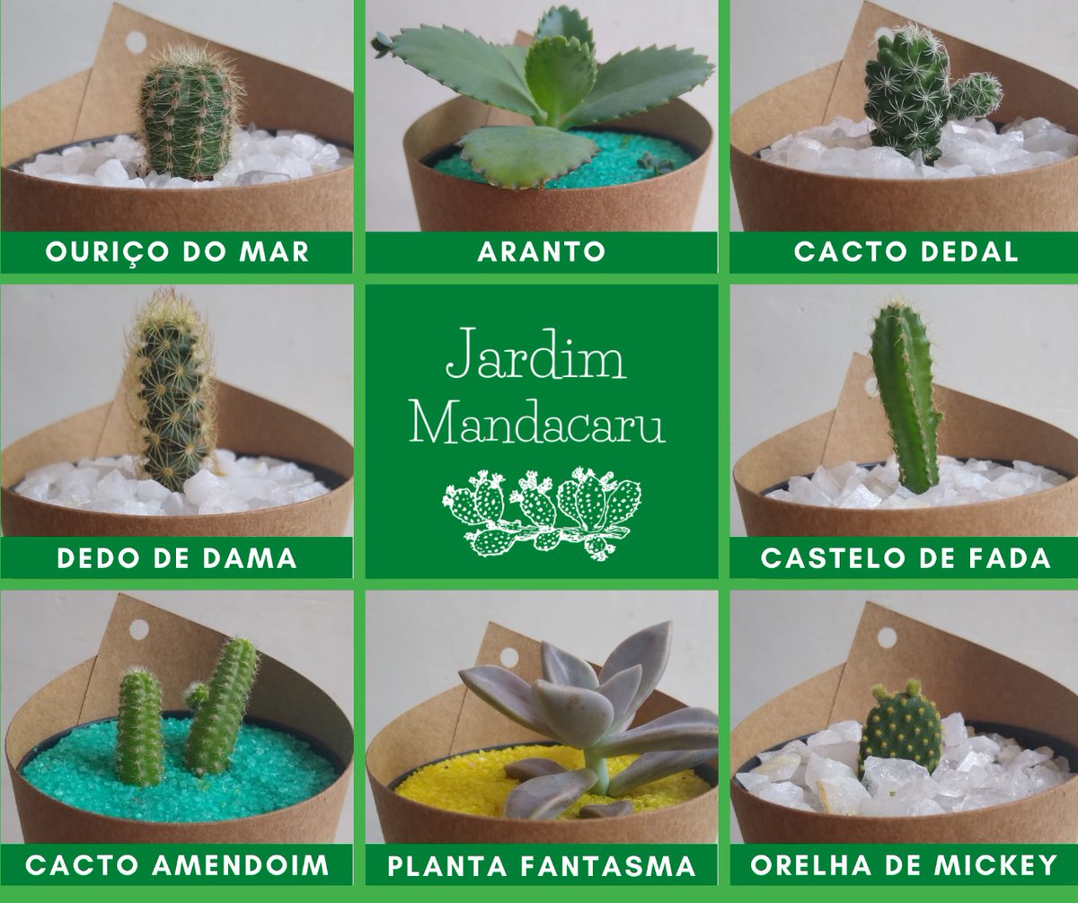 JardimMandacaru's tweet photo. Essas são algumas espécies de cactos e suculentas que temos disponíveis. Sigam o nosso Instagram:  https://t.co/aMClAuizqM https://t.co/LMFr5oBqsY