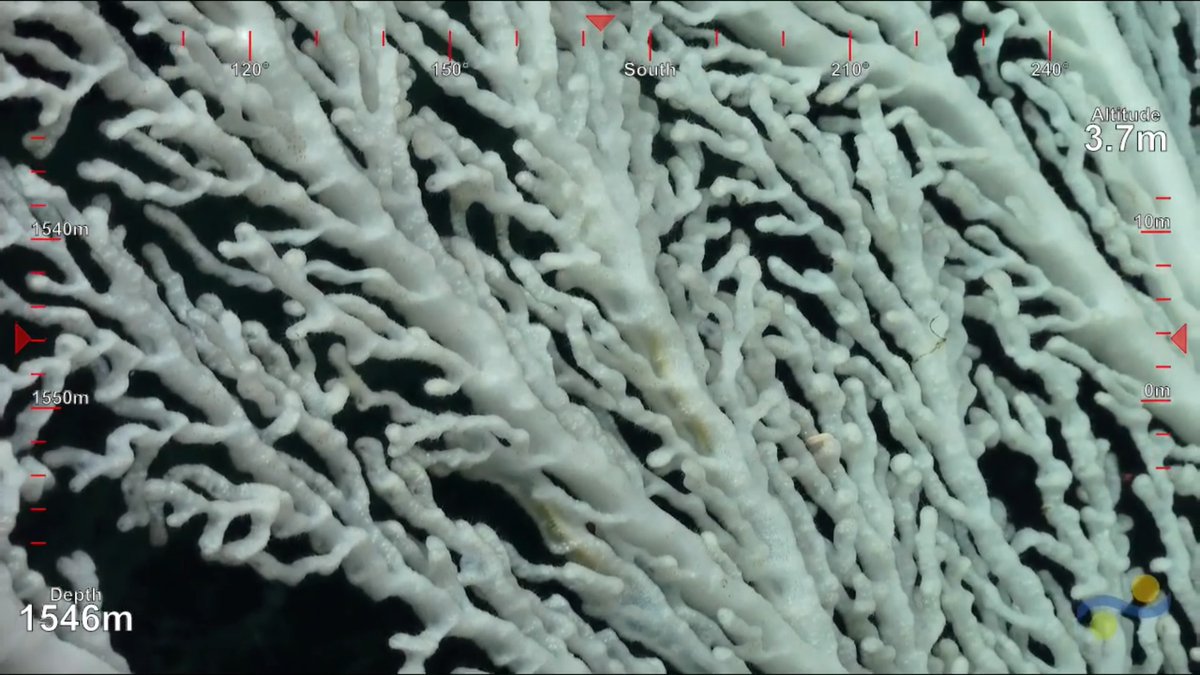 Sponge that looks like a coral. Dive 221- #WorldAquaticAnimalDay #SuBastianDives #CostaRicaDeep
