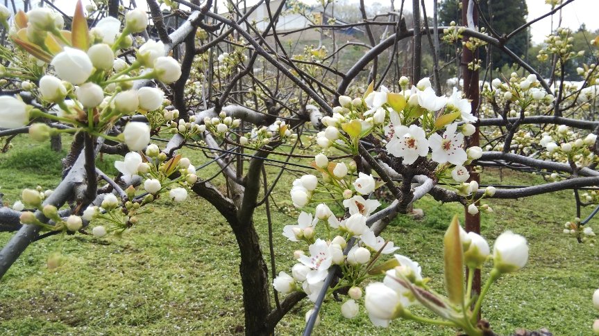 تويتر 祖母井神社 公式 ウバガイジンジャ على تويتر 穏やかな天候の下 富士山自然公園 鎮座 別雷神社の例祭をご奉仕致しました 下野新聞に掲載され ライトアップされた桜を観に来る方々も多いそうです 右下の写真は 芳賀町名産の梨 の花です 農業の تويتر 祖母井神社 公式 ウバガイジンジャ على تويتر 穏やかな天候の下 富士山自然公園 鎮座 別雷神社の例祭をご奉仕致しました 下野新聞に掲載され ライトアップされた桜を観に来る方々も多いそうです 右下の写真は 芳賀町名産の梨 の花です 農業の