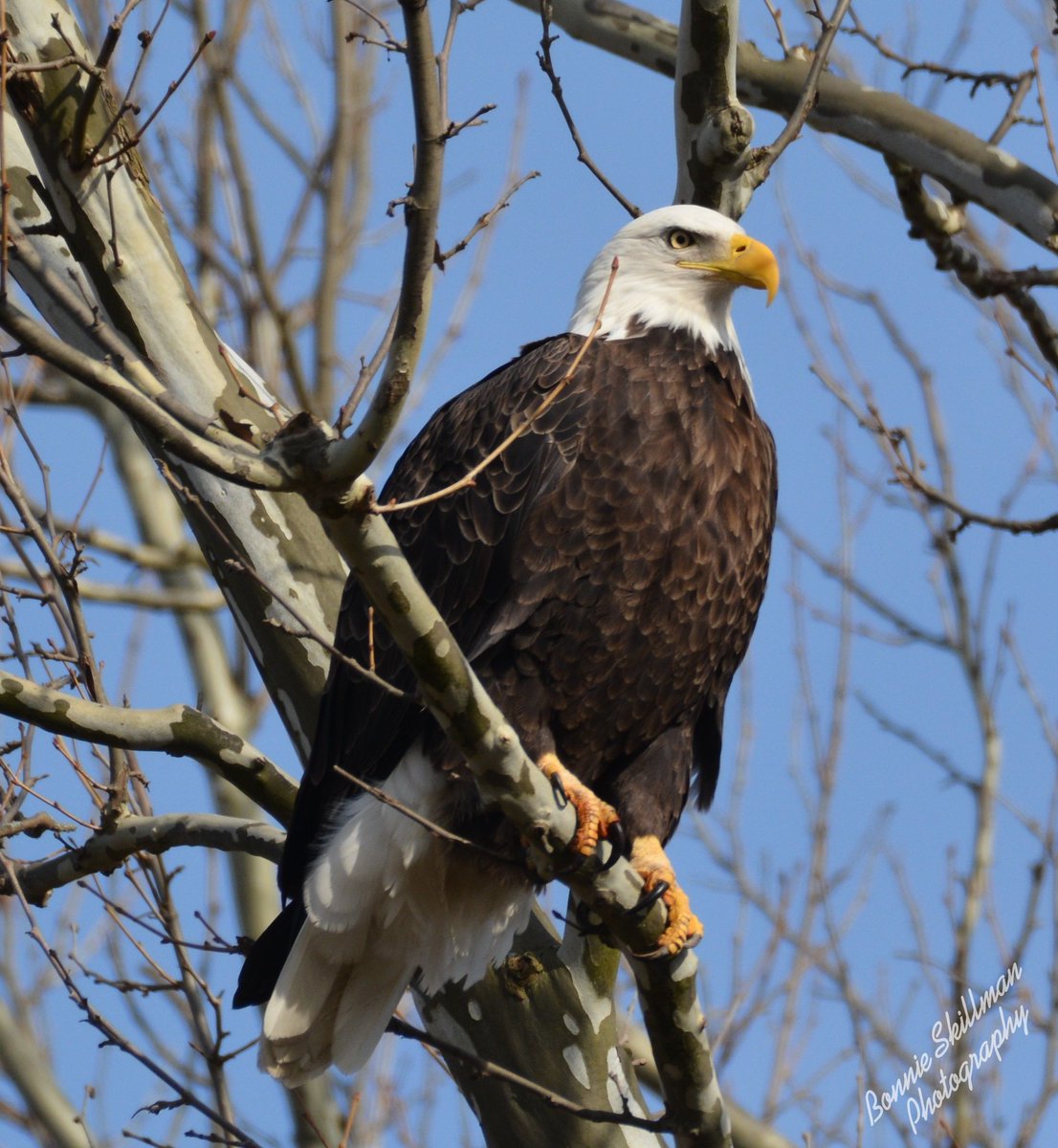 wsyx6's tweet photo. Amazing photo! Bonnie Skillman captured this shot of a bald eagle in Perry County. 

Share your photos ➡️ https://t.co/jqEIoghVhu https://t.co/hYE7Rhyh7E