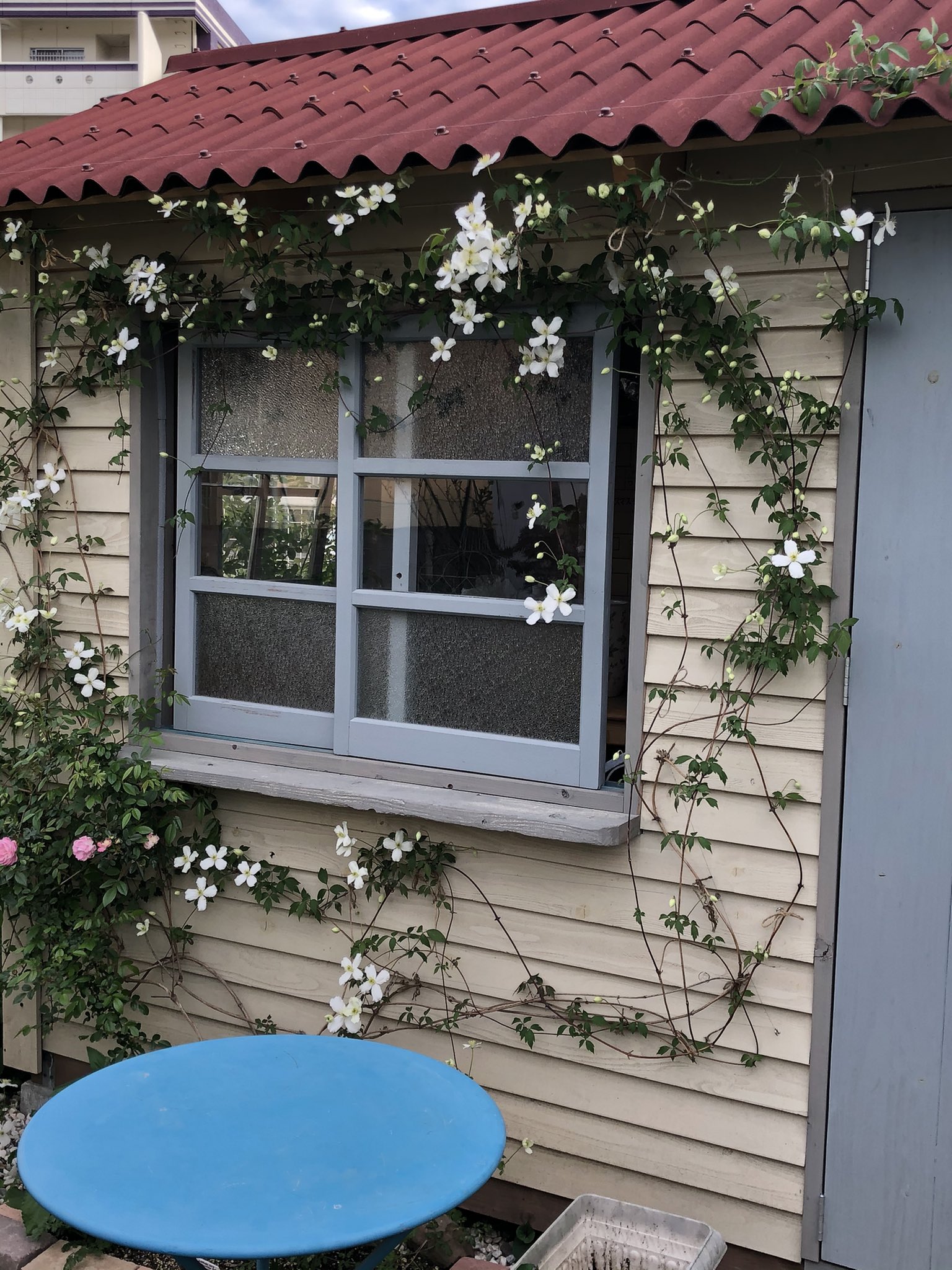 Joy ステキです 絵本みたいに可愛い Amitekijikan2 昨日の庭 ガーデンシェッドにはわせたクレマチス モンタナ スノーフレークがかなり咲いてます ドア側と東側 バラ玉鬘も花 が咲き始めました 3枚目はスイートピー 紫色の花が 4枚目はアイリス