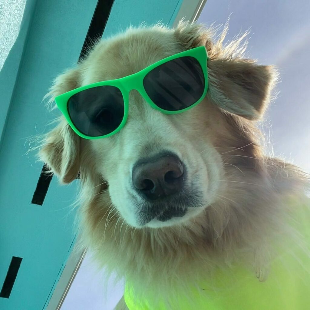 jen runs with dogs tweet media