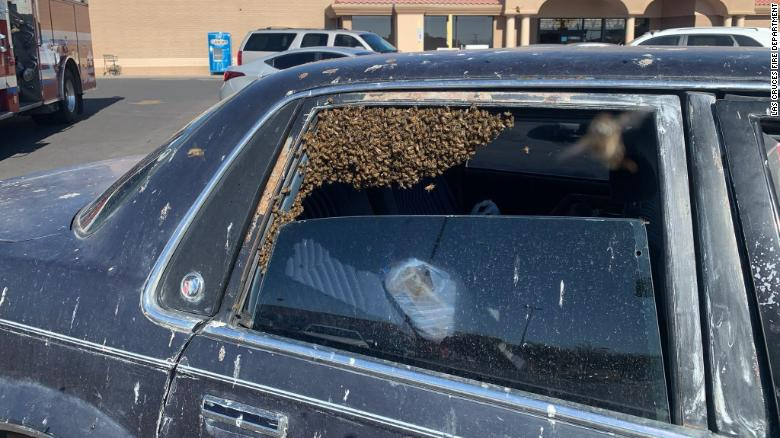 CNN's tweet photo. A man who went shopping in New Mexico came back to find his car was full of bees. Thousands and thousands of them. So he called 911.

Fortunately for him, the firefighter who responded also happened to be a beekeeper. https://t.co/SiAtfG5yEd https://t.co/AWeXB5b1nF