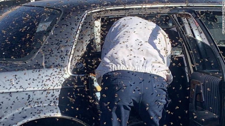 CNN's tweet photo. A man who went shopping in New Mexico came back to find his car was full of bees. Thousands and thousands of them. So he called 911.

Fortunately for him, the firefighter who responded also happened to be a beekeeper. https://t.co/SiAtfG5yEd https://t.co/AWeXB5b1nF