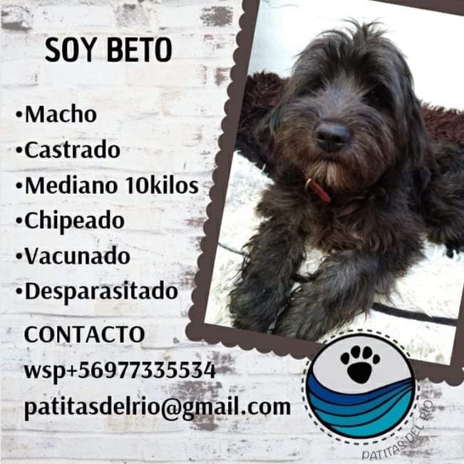 Beto busca Hogar!!

Este pequeño rescatado del abandono está listo para entregar todo su amor para una familia que lo ame para siempre. Ayúdalo con un RT!!!

#AdoptaNoCompres
