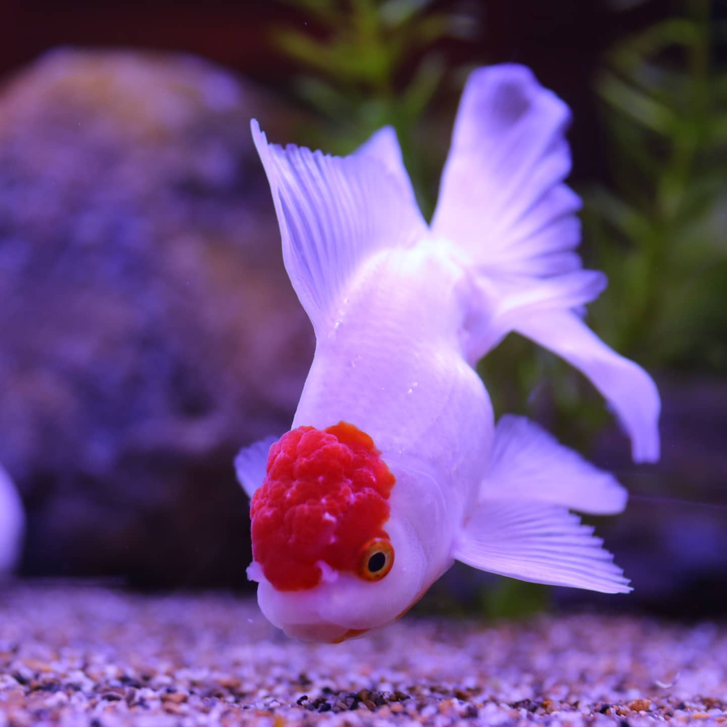 浜名湖体験学習施設ウォット 金魚の王様 ランチュウ と中国からやってきた タンチョウ ウォット 浜松 水族館 浜名湖 特別展示 周年感謝祭 金魚 ランチュウ タンチョウ T Co Rtrvfcjq4n Twitter