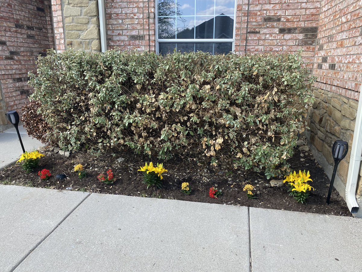 BasherKim's tweet photo. Before and after! I dunno about y’all, but I’m loving feeling this Texas sunshine! No stream tonight as I spent so much time enjoying the day and preparing for Easter and family tomorrow. #basherkim #flowergarden #springclean #HeisRisen #gamergirl #gamermom #gamerwife #sunshine https://t.co/7dy8PCuBG2