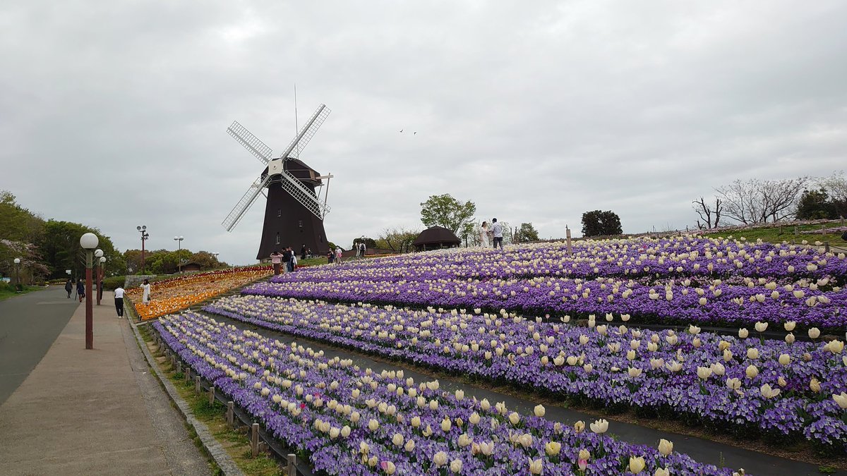 若旦那ムルタ 国盗り21春のはずみだま スポットは鶴見緑地 入り口からネモフィラにソメイヨシノ 風車の下にはチューリップとビオラが咲き誇り 流石は元花博会場といったところです これが無料で入場できる公園なんだから凄いですね ここまで整備