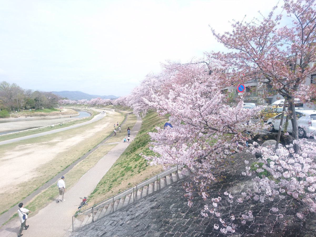 岡山市の桜の名所 旭川さくらみち 昨日4月3日 土 朝の様子です 桜がだいぶ散り始めています 今日の雨で散ってしまうかもしれま 21 04 04 ももたろう観光センター 岡山市の桜の名所 旭川さくらみち 昨日4月3日 土 朝の様子です 桜がだいぶ散り始めています 今日の雨で散ってしまうかもしれま 21 04 04 ももたろう観光センター