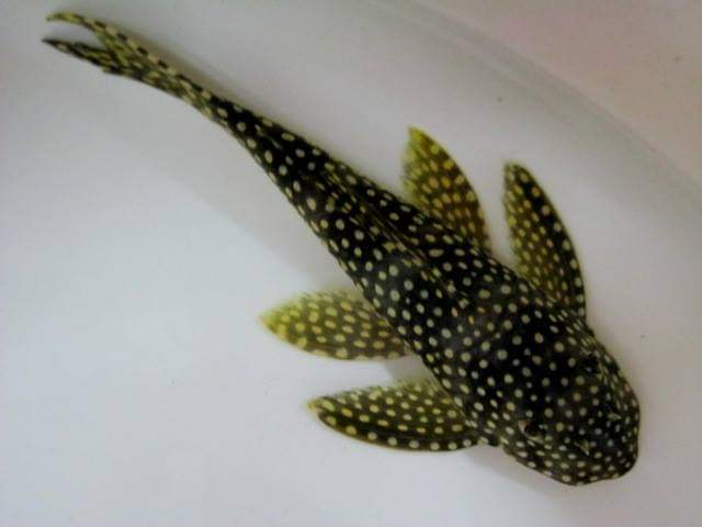 wft0213's tweet photo. 金莎達摩異形(12~14cm)
山水水族官網
https://t.co/2I10Sw04KI

#魚缸訂做 #魚缸造景 #魚缸 #觀賞 #觀賞魚 #水族 #熱帶魚 #水族館 #水族馆 #水族箱  #水族用品 #水族用品店 #魚種  #紅龍 #血紅龍 #古代魚 #烏龜 #異型 #觀賞魚水族 #觀賞魚缸 #水生生物 #kaohsiung #taiwan #高雄 #台灣 #左營 https://t.co/UNhySKwgrQ