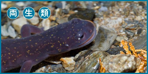 いきものフェス On Twitter カテゴリ紹介 両生類 イモリやサンショウウオ そしてカエル そんな仲間が集まるのが両生類カテゴリ 両生類に関する作品で ここまで色々集まっているのは なかなかの見ごたえ カエル作品はカエル好きにはたまりません あと