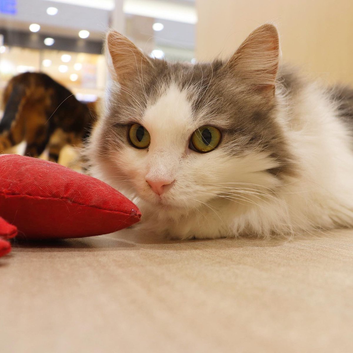 Moff Animal Cafe イオンモール成田店 Moff Narita Twitter