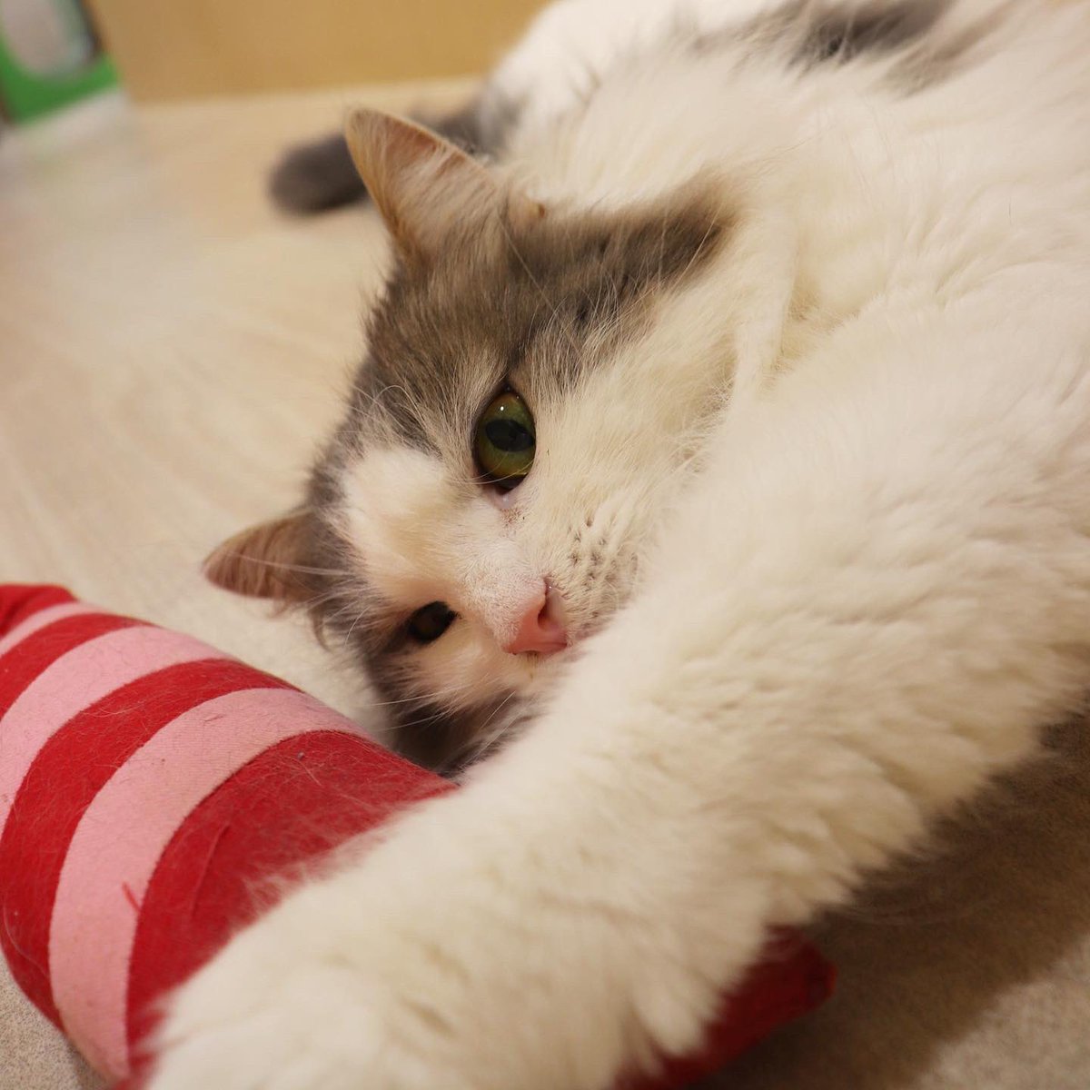 Moff Animal Cafe イオンモール成田店 Moff Narita Twitter