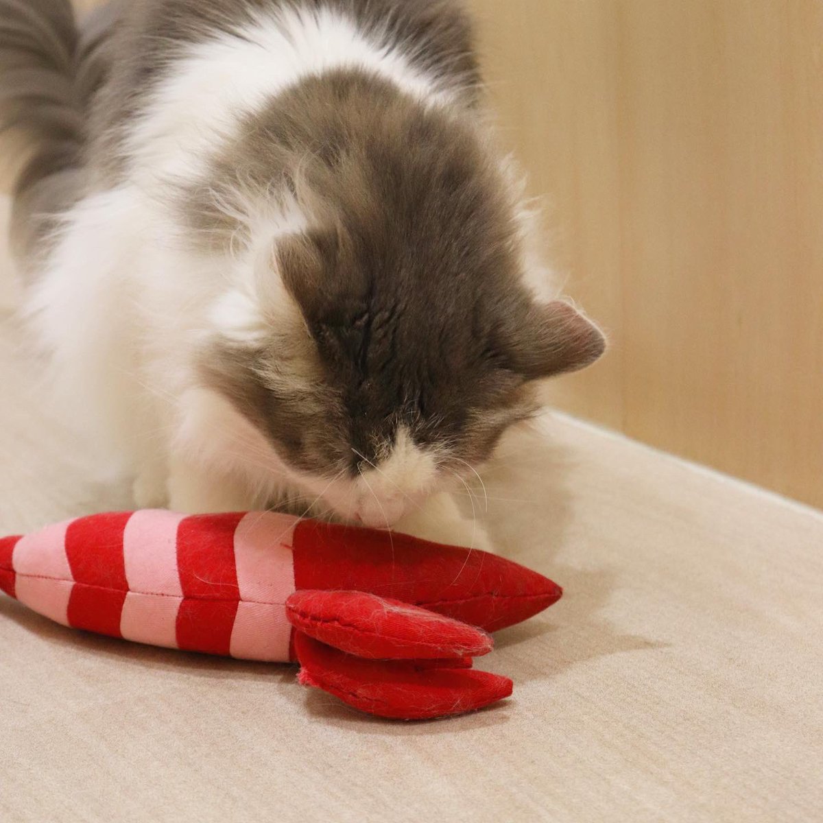 Moff Animal Cafe イオンモール成田店 Moff Narita Twitter