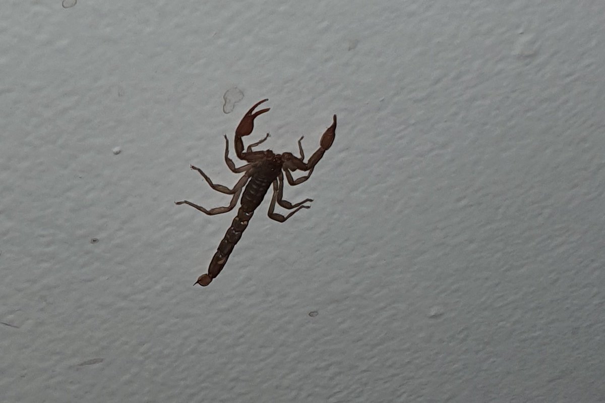 SebaGomie's tweet photo. Hola @aracnocosas, ¿qué especie es esta? ¿Es de importancia médica? Mil gracias https://t.co/mGfJ3Nx3DU