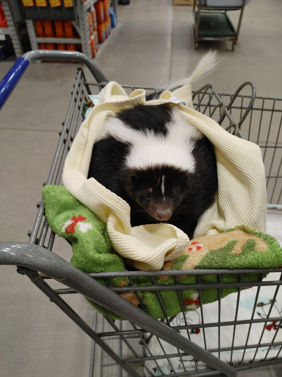 skunk every hour (@skunkeveryhour) on Twitter photo 