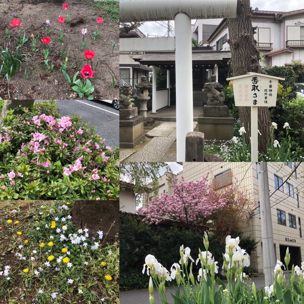 nakna0801's tweet photo. 千葉神社⛩の境外末社の香取神社
近くの公園ではお花があちこちで咲いてます、春ですね〜😊
#香取神社 #千葉神社境外社 #ツツジ #チューリップ #あやめ #たんぽぽ #八重桜 #千葉市中央区 #katorijinja #chibajinja #azaleia #tulips #iris #dandelion #doublecherryblossoms #chibacity https://t.co/TEifa1hnzS